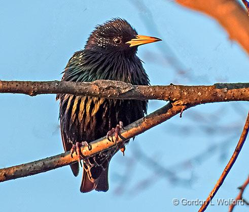 Ruffled Starling_DSCF6077.jpg - European Starling (Sturnus vulgaris) photographed at Smiths Falls, Ontario, Canada.